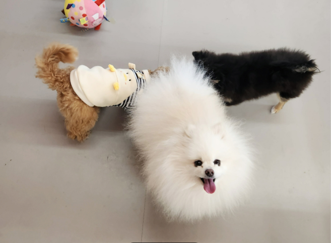 부산 연제구 연산동 애견 유치원 양도 / 양수 실평수 약 120평 내부 완벽 월세 매물번호 17262 사진 1